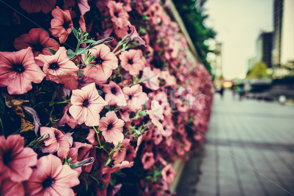 서울,청계천,꽃,봄,하천,식물,덩굴,넝쿨,seoul,plant,flowers,spring,stream,beautiful,식물,자연,plants,nature,꽃,flower