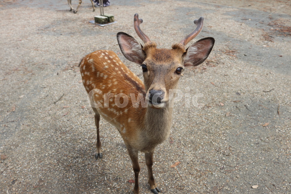 사슴,나라공원,동물,야생동물,deer,동물,animal,포유류,mammal