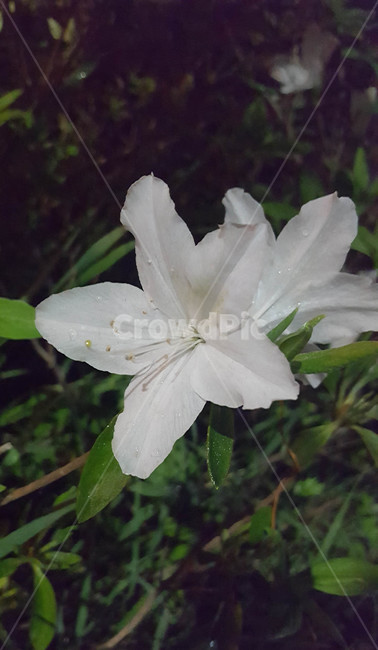 봄,식물,근접,꽃,flower
