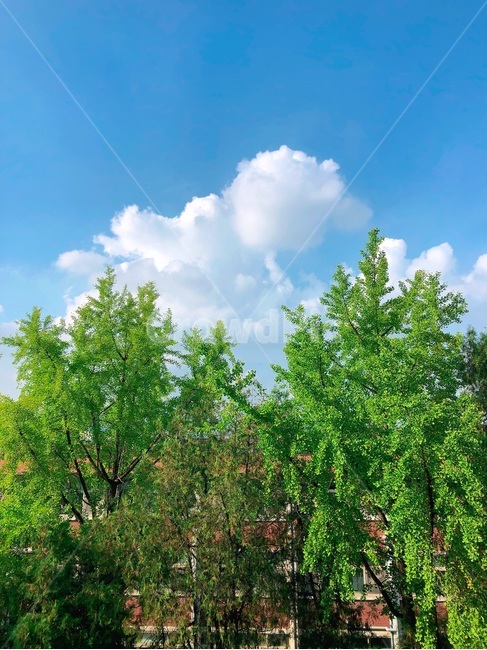 자연,하늘,나무,sky,sunny,자연,풍경,nature,landscape