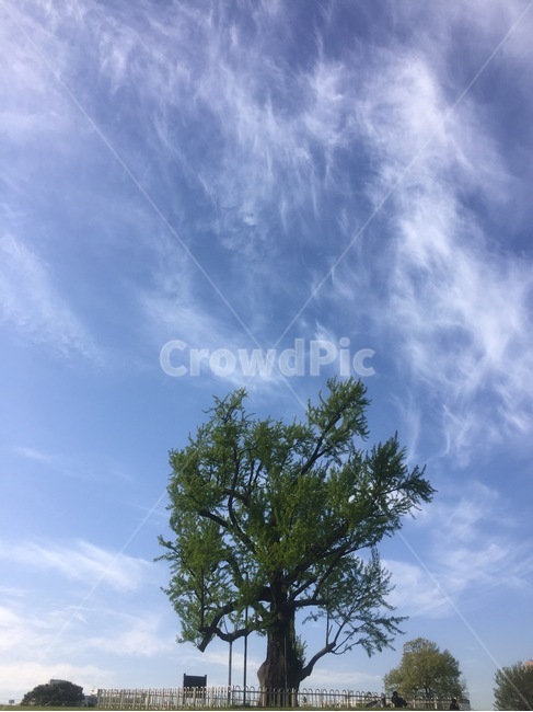 나무,큰나무,올림픽공원,풍경,구름,식물,자연,plants,nature,나무,trees,wood