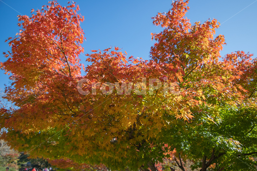 단풍나무,단풍,나무,식물,잎,leaf,tree,plant,maple,color,자연,설악산공원,설악산,가을,계절,fall,autumn,season