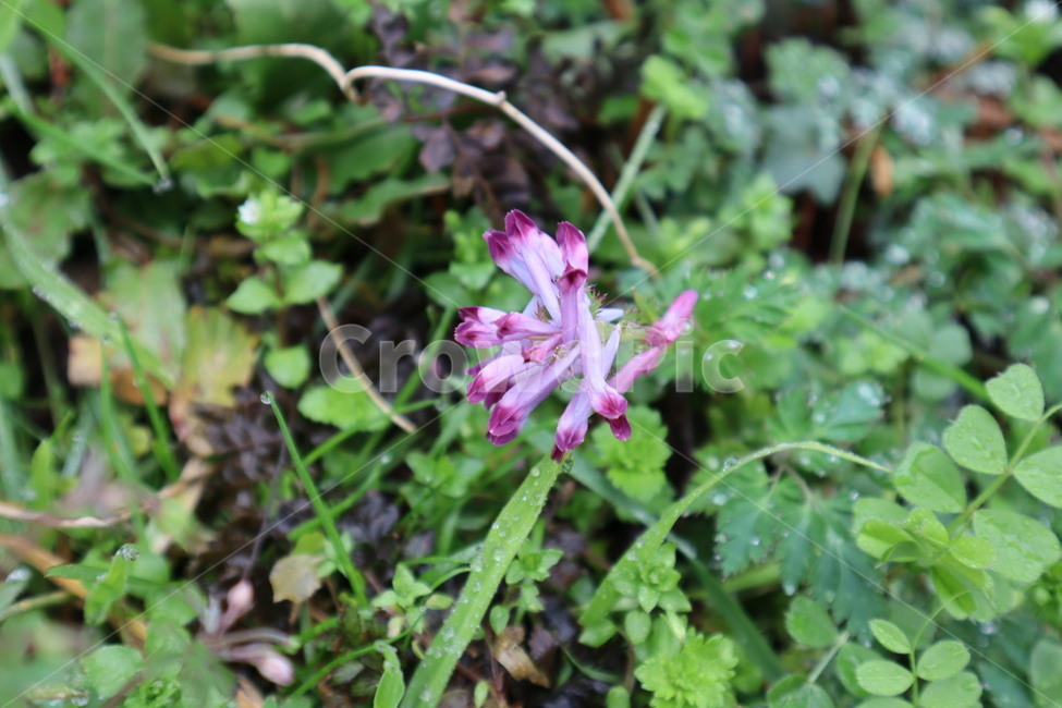 plant,flower,jeju,jejudo,식물,꽃,풀꽃