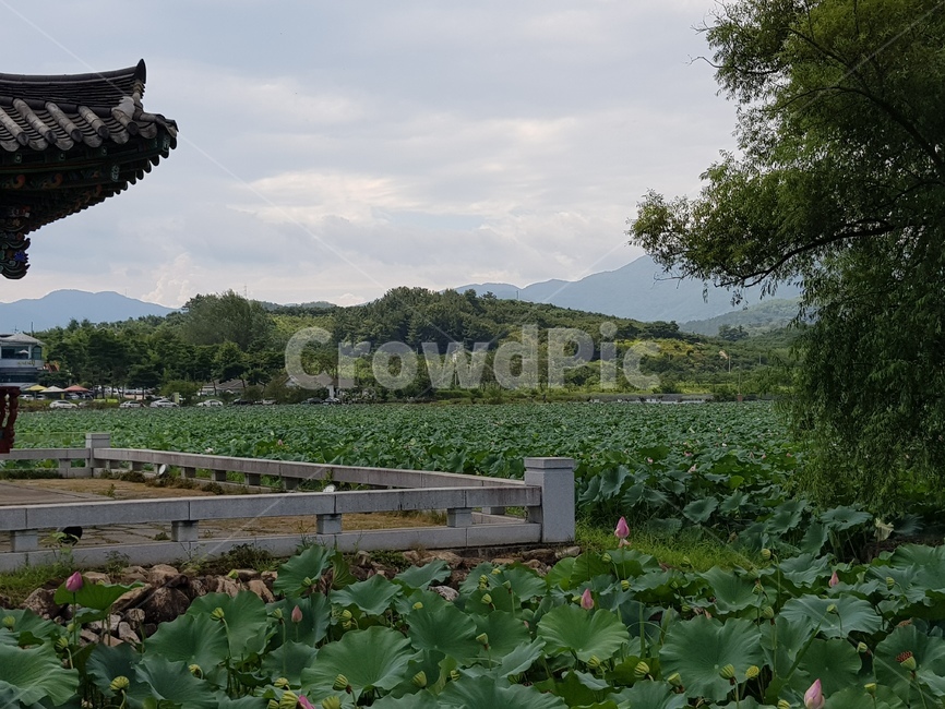 연꽃,연못,정자,잎,나무,lotus,pond,summerhouse,leaf,tree