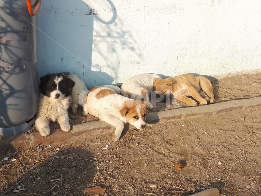 nature,자연,풍경,강아지,dog,puppy