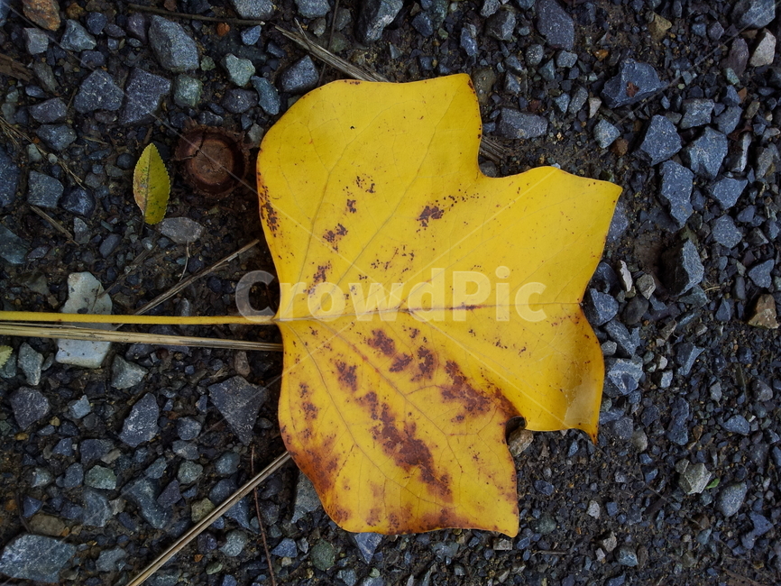 단풍,엽록소,식물,가을,redleaves,식물,자연,plants,nature
