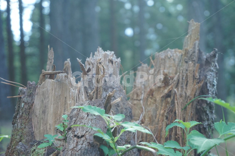 나무,그루터기,treestump,식물,자연,식물,자연,plants,nature