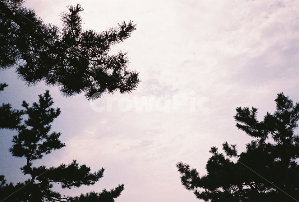 나무,tree,식물,plant,하늘,sky,자연,nature,필름,필름사진,film,flower,cherryblossom,fir,전나무,abies,아비,silhouette,실루엣,conifer,구과식물