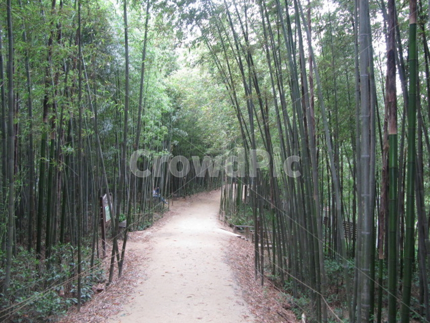 대나무,대나무숲,자연,nature,초록색,자연,풍경,nature,landscape