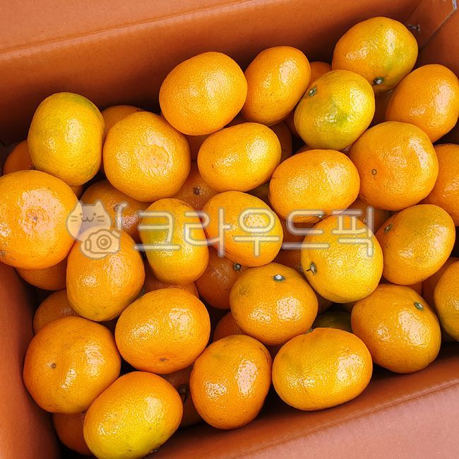 감귤, 밀감, 귤, 과일, fruit, 사진,이미지,일러스트,캘리그라피 - 프루티작가