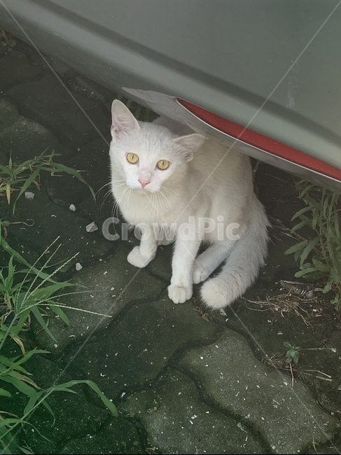 고양이,동물,귀여운,하얀색,흰색,하얀고양이,흰색고양이