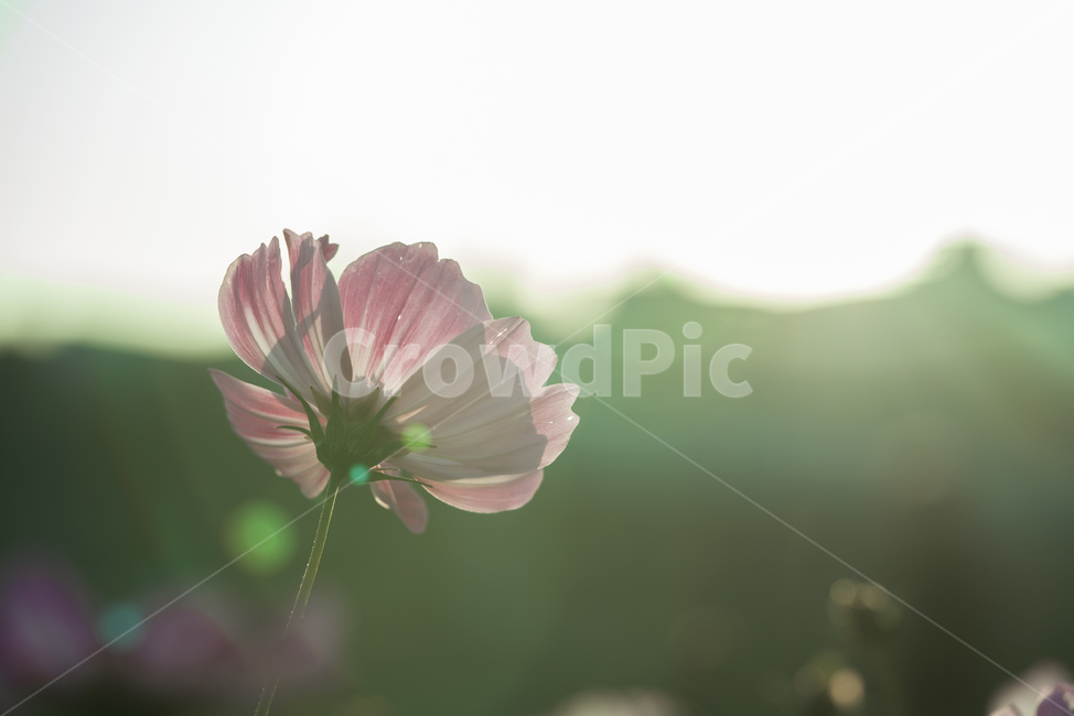 꽃,가을,계절,생명,생물,플라워,flower,코스모스,식물,plant,꽃잎,가을,계절,fall,autumn,season,식물,자연,plants,nature,꽃,flower