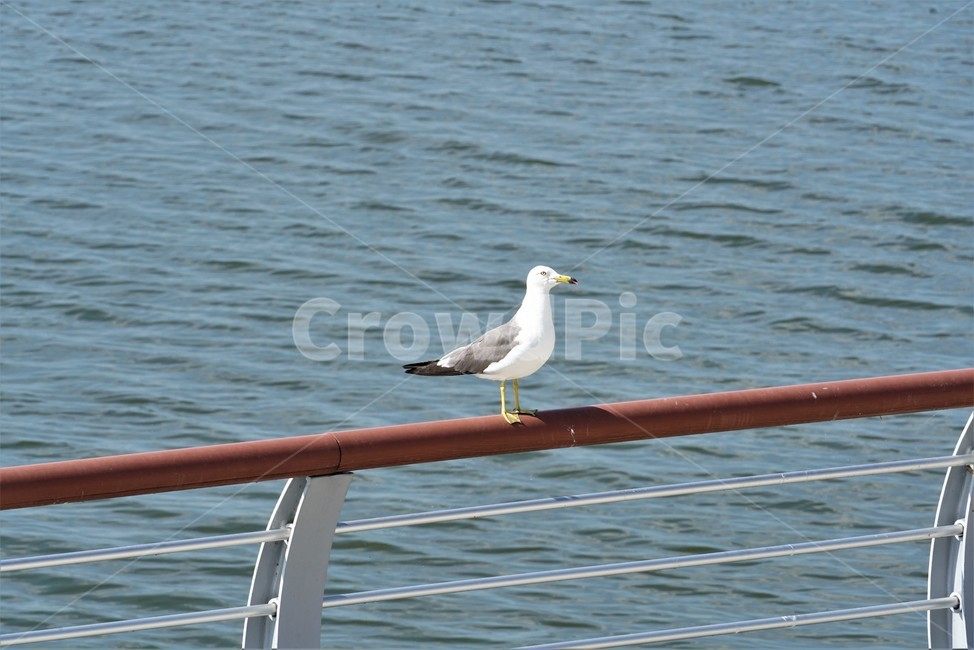 갈매기,도요목,commongull,새,조류,물새류,gull,괭이갈매기