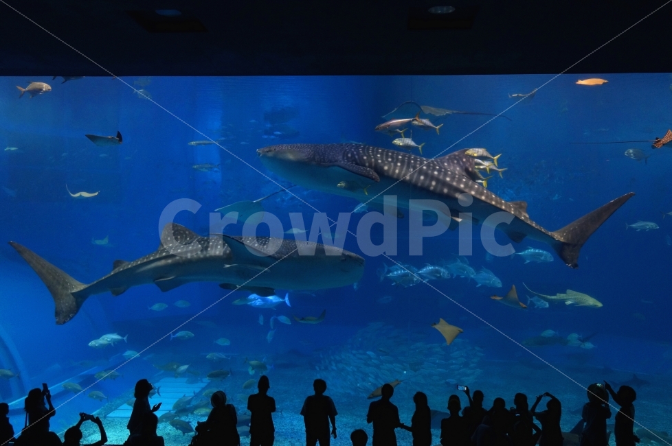 오키나와,여행,수족관,츄라우미,고래상어,동물,animal,포유류,mammal,어류,물고기,fish,사람,인물,인간,human,person,인물실루엣,사람실루엣,character silhouette,human silhouette,water,물,aquatic,물의