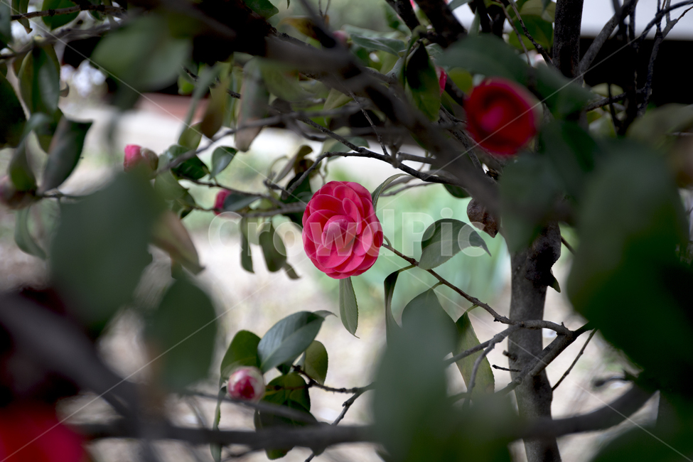 동백꽃,포인트,동백나무,봄,꽃,감성,분위기,봄,계절,spring,season,식물,자연,plants,nature,꽃,flower,blossom,rose,장미,plant