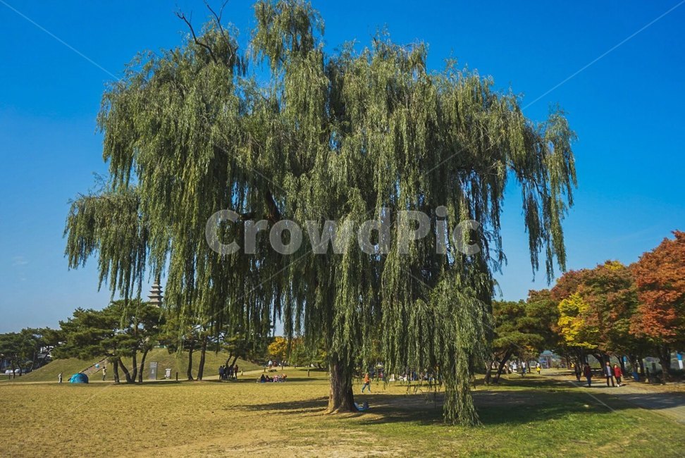 나무,tree,쉼터,휴식,큰나무,가을,자연,풍경,nature,landscape,plant,식물