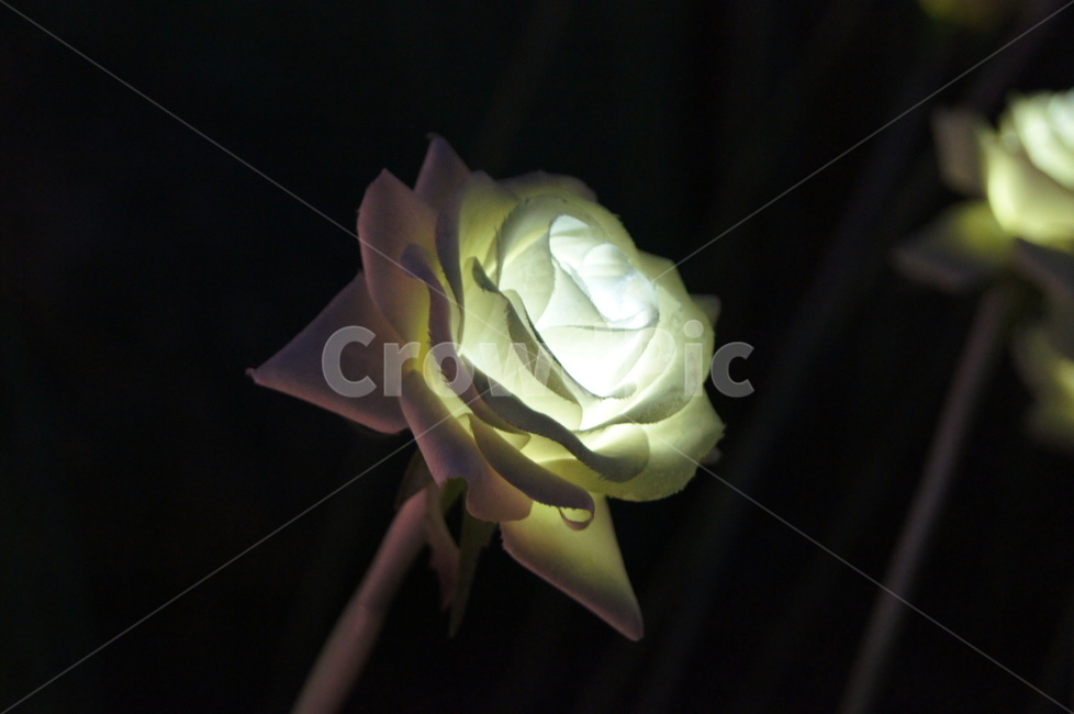 꽃,불빛,장미,flower,식물,식물,자연,plants,nature,꽃,flower