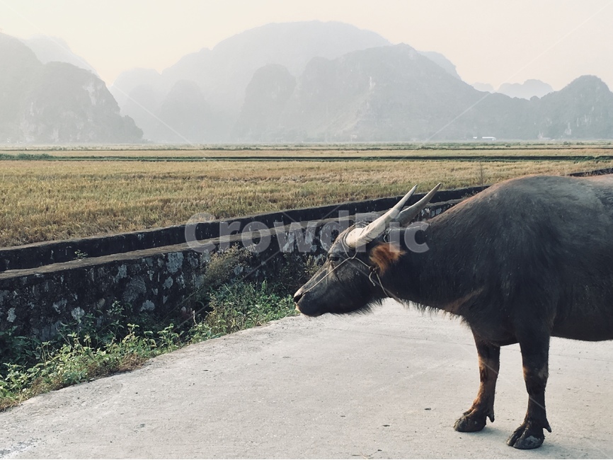 시골,소,농촌,논,동물,동물,animal,포유류,mammal