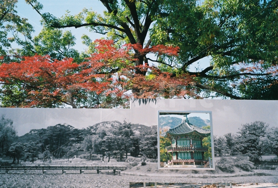 필름,경복궁,향원정,단청,가을,공사,흑백,컬러,궁,궁궐,한옥,감성,감성사진,예쁜사진,배경화면,바탕화면,단풍,나무,하늘,film,autumn,autumnleaf,leaf,color,colorful,beauty,beautiful,가을,계절,fall,autumn,season,식물,자연,plants,nature,나무,trees,wood,tree,plant
