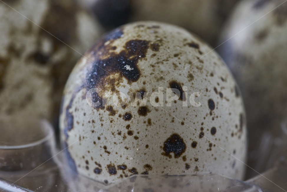 egg,계란,food,식품,메추리알,메추리,알,closeup,둥근,질감,색감,음식,식재료,요리,food,cook,meal,dishes,food reserves