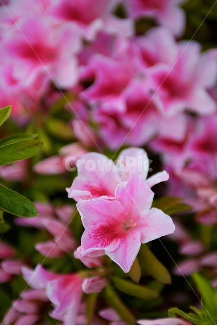 철쭉,pink,녹색,꽃,나무,분홍,식물,자연,plants,nature,꽃,flower