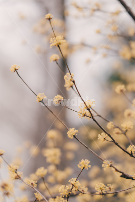 봄,꽃,blossom,flower,산수유,감성,색깔,색상,색채,color,감성사진,봄,계절,spring,season,식물,자연,plants,nature,꽃,flower