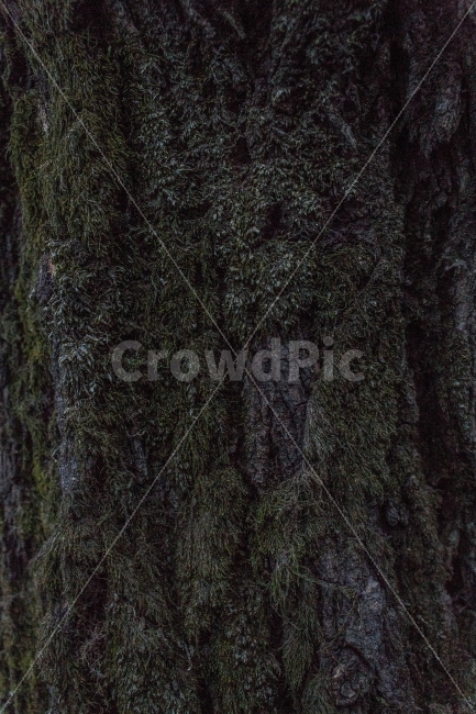 이끼,나무,시간,빈티지,투박함,식물,자연,plants,nature,나무,trees,wood