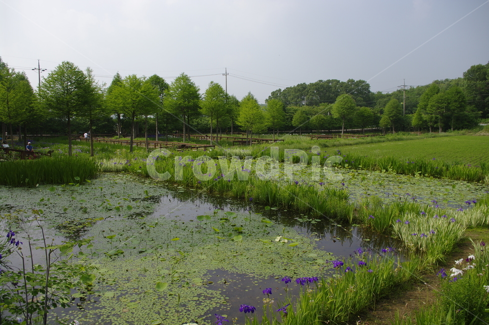 초록,신록,나무,식물,plant,풍경,수생식물,연못,자연,풍경,nature,landscape,land,땅,outdoors,옥외,water,물