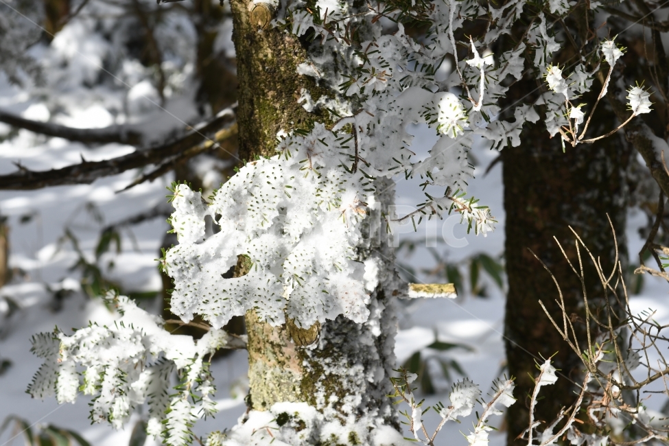 겨울,풍경,한라산,눈,겨울산,눈꽃,제주도,상고대,나무,서리,겨울,계절,winter,season,식물,자연,plants,nature,나무,trees,wood