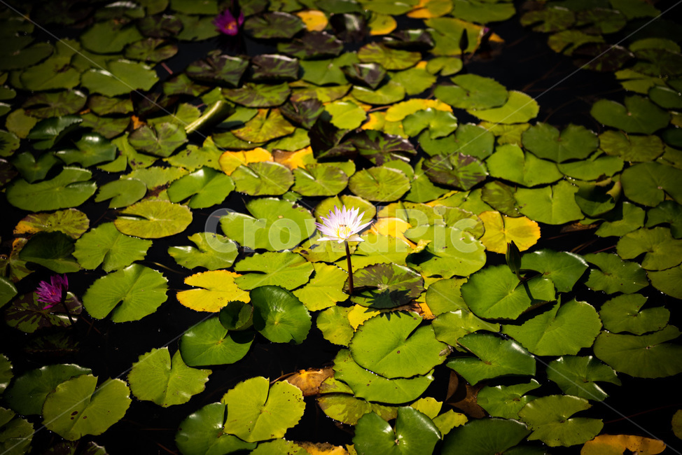 연꽃,연잎,수중꽃,수중식물,연못,수생식물,식물,수중풀,수풀,식물,자연,plants,nature,꽃,flower