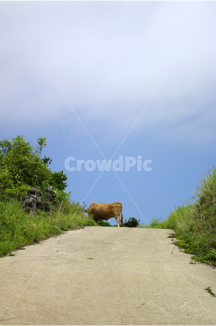 제주,우도,길,소,하늘,풍경,시골,마을,풍경,landscape,country,rural,town,동물,animal,포유류,mammal