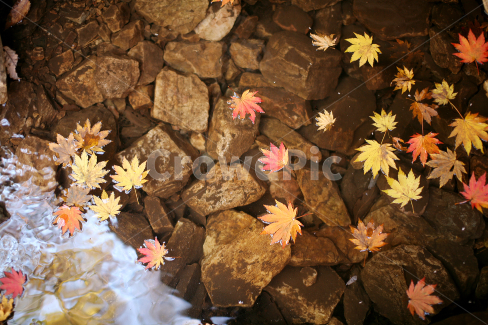 가을,낙엽,물,단풍,돌,가을,계절,fall,autumn,season,leaf,잎,plant,식물,tree,나무