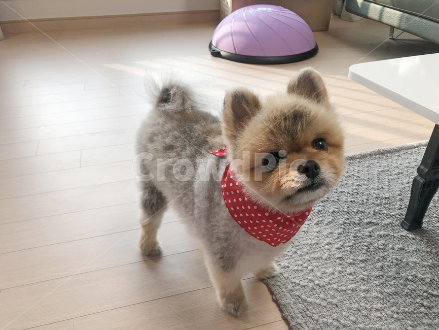 포메,포메라니안,강아지,pomeranian,puppy,동물,animal,포유류,mammal,개,강아지,dog,doggy