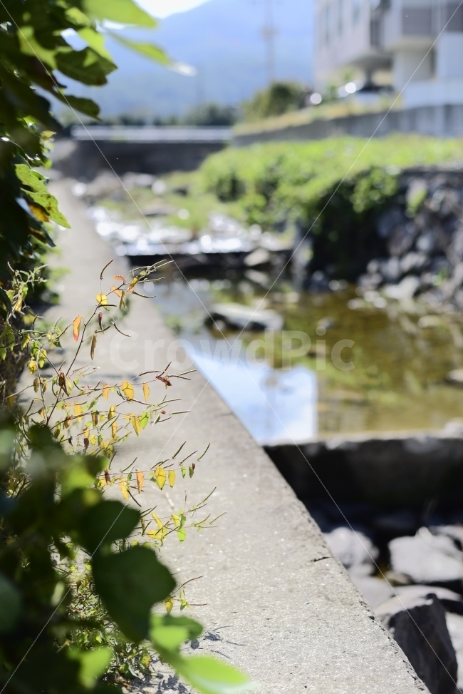 풀,하천,개울,시냇물,가을,식물,식물,자연,plants,nature