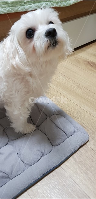강아지,몰티즈,말티즈,댕댕이,멍멍이,귀여운강아지,개,동글동글