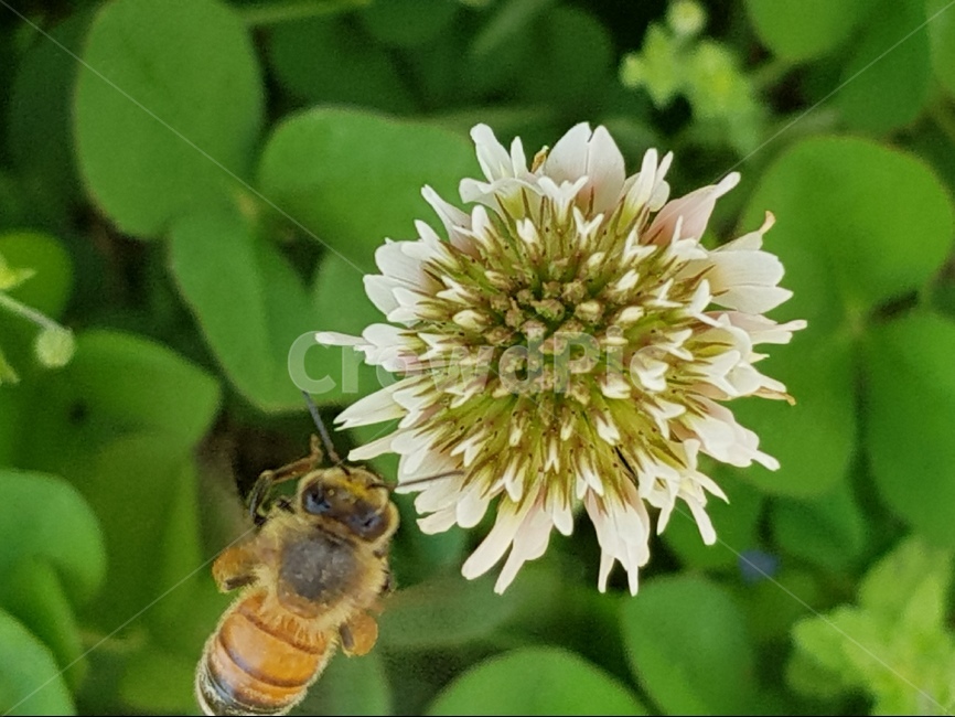 곤충,벌,크로바꽃,자연,봄,식물,자연,plants,nature,꽃,flower,동물,animal,곤충,벌레,insect,bug