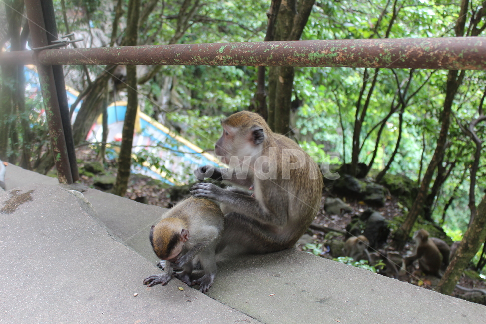 monkey,원숭이,animal,동물,포유류,야생동물,mammal,wildlife,동물,animal,포유류,mammal