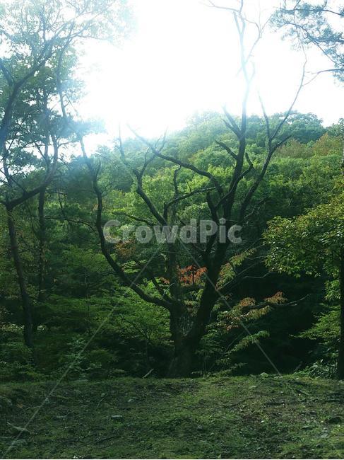 나무,자연,햇빛,풀,무성한,푸릇푸릇,자연,풍경,nature,landscape,식물,plants,나무,trees,wood,tree,plant,outdoors,옥외,flare,플레어,light,빛,vegetation,초목