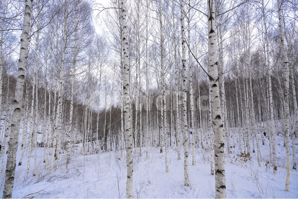 자작나무,강원도,인재,겨울,숲,설경,하늘,자작나무숲,원대리,인재군,겨울,계절,winter,season,자연,풍경,nature,landscape,한국자연풍경,한국자연경관,korea nature landscape,식물,plants,나무,trees,wood,tree,plant
