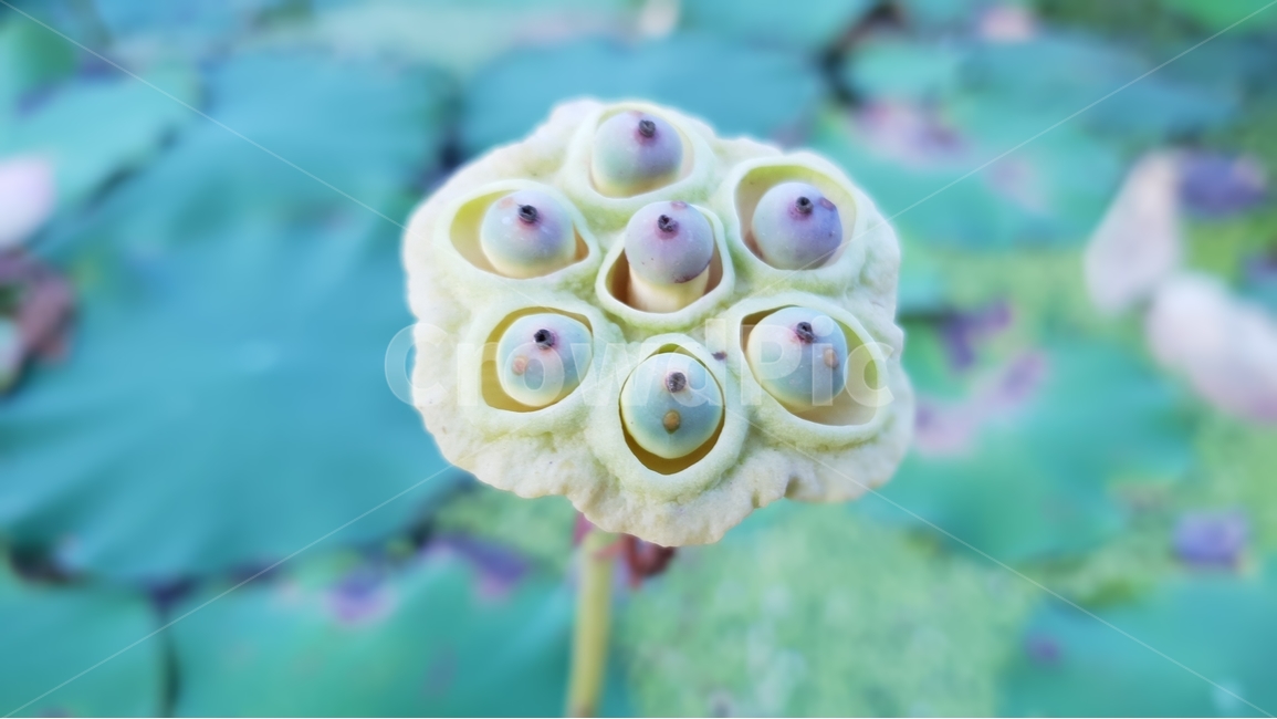 연밥,씨앗,여름,연못,식물,자연,초록,결실,꽃진자리,lotusseed,nature,plant,summer,수생식물,다년생,번식,생존,연꽃열매,연꽃씨앗,배경,배경이미지,배경화면,식물,자연,plants,nature