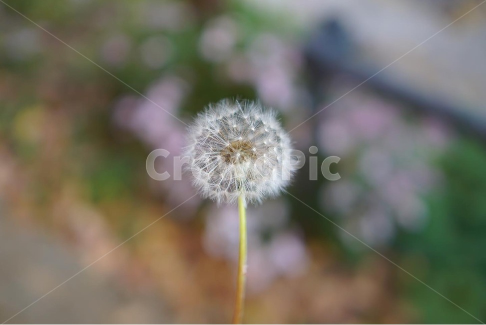 가을,식물,자연,flower,민들레