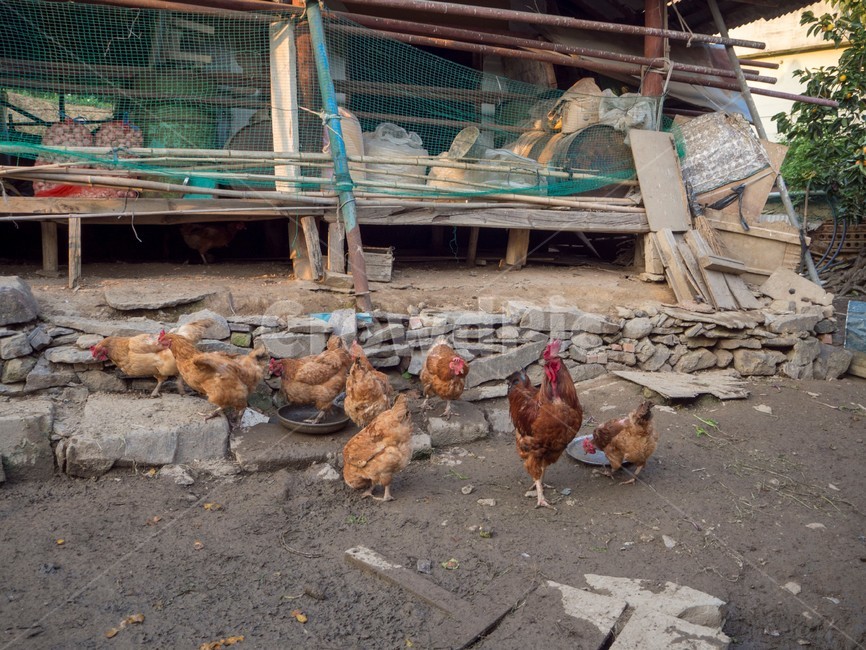 닭,chicken,마당닭,시골,country,동물,animal,조류,새,birds