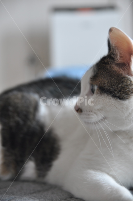 animal,동물,pet,cat,고양이,애완동물