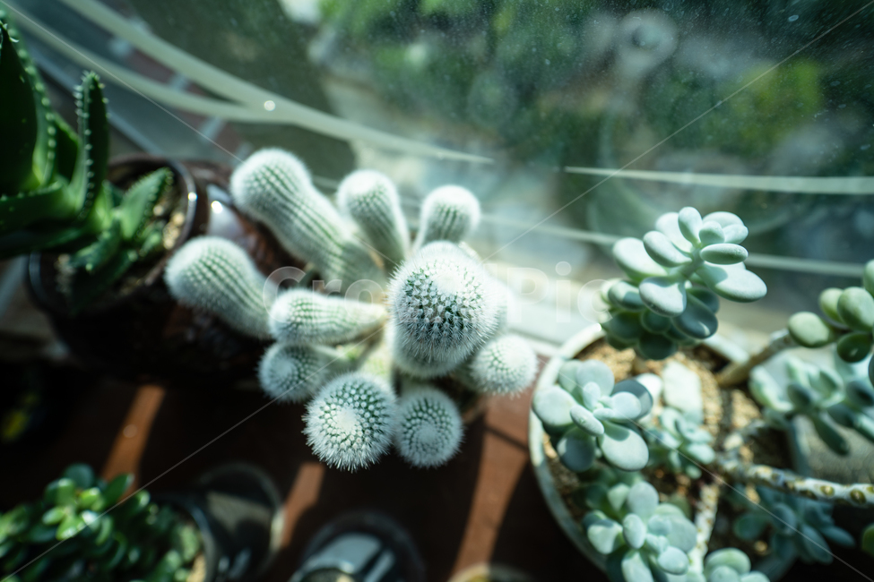 식물,다육식물,다육이,plant,botanical,실내용화초,화분,화초,house plant