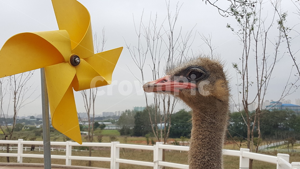 동물원,타조,바람개비,동물농장,새,동물,animal,조류,새,birds