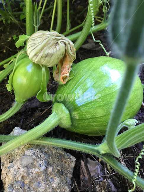 plant,식물,food,음식,produce,생산액,vegetable,야채,squash,스쿼시,농작물,호박