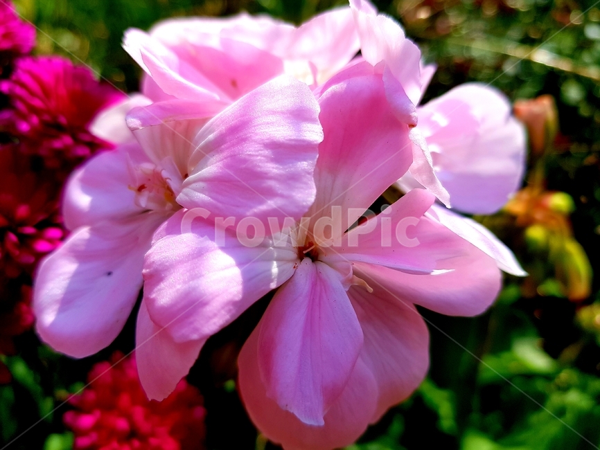 blossom,꽃,geranium,식물,자연,식물,자연,plants,nature