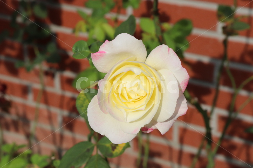 rose,장미,flower,plant,식물,blossom,꽃,노란장미,분홍장미