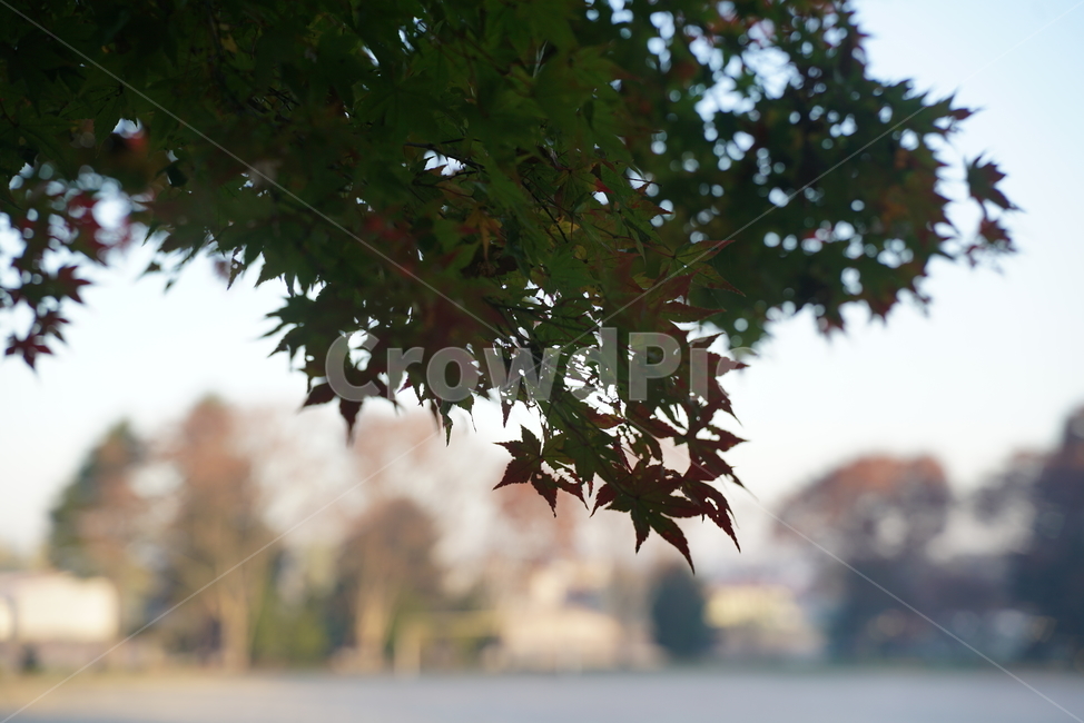 가을단풍,엽록소,가을,plant,식물,leaf,tree,나무,단풍,maple,식물,자연,plants,nature
