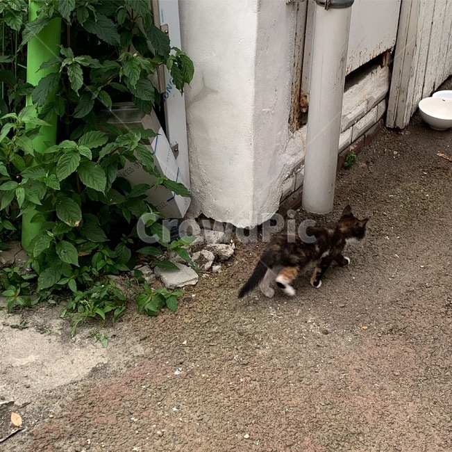 고양이,길,길거리,아기고양이,동물